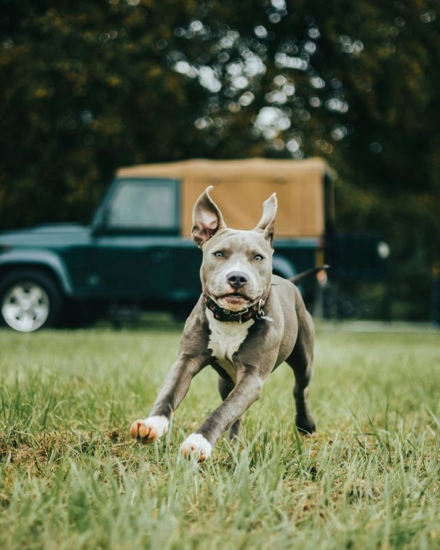 That Friday feeling is in the air... ð¾

We're ready for a weekend brimming with scenic country strolls, snug evenings by the fire, and of course plenty of treats!

#DogFriendly #Avington #VisitHampshire #CountryEscape